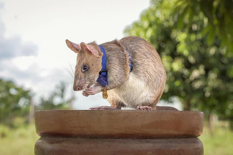 APOPO HeroRAT Magawa is the first rat to receive a PDSA Medal